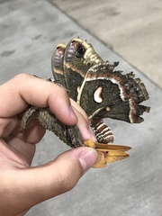 Syssphinx bisecta