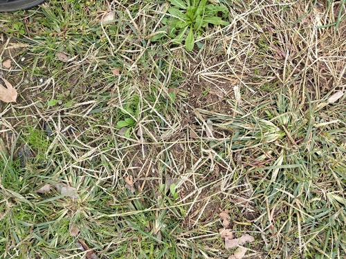 Eleusine indica observed 2026-10-24