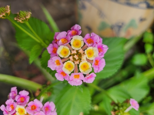 common lantana photograph by the iNaturalist community