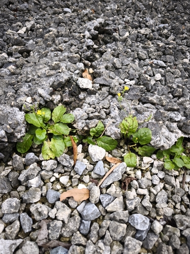Youngia japonica observed 2026-10-24
