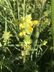 Rhinanthus serotinus