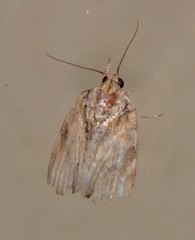 Etanna breviuscula