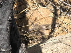 Aspidoscelis neomexicanus