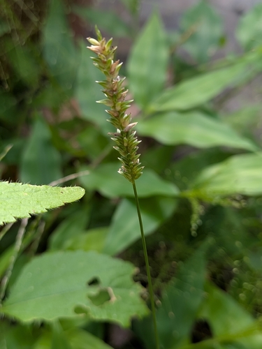 Sacciolepis indica observed 2026-10-24