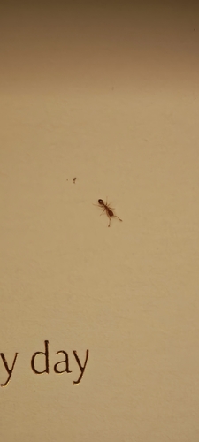 Monomorium pharaonis observed 2026-10-24