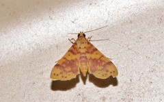 Conogethes haemactalis