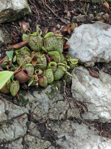 Nepenthes observed 2026-10-24