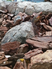 Rhinoclemmys pulcherrima rogerbarbouri