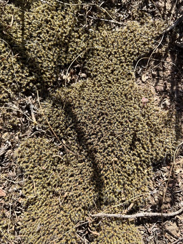 Pseudocrossidium crinitum