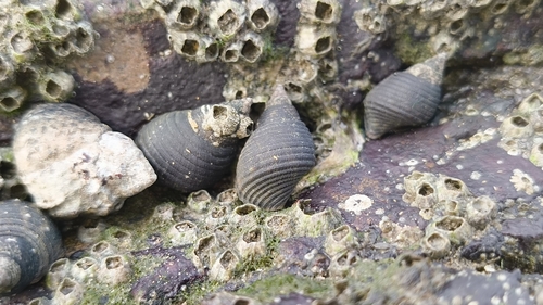 Planaxis sulcatus observed 2026-10-24