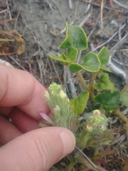 Castilleja exserta latifolia