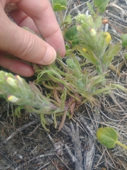 Castilleja exserta latifolia