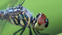 Brachydiplax