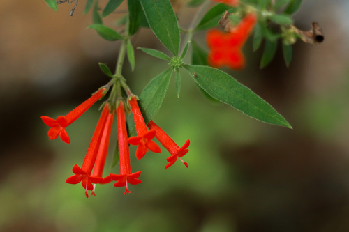 Ixora observed 2026-10-23