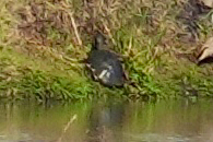 Serrated Hinged Terrapin