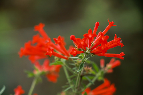 Ixora observed 2026-10-23
