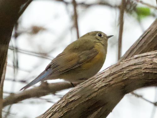 Tarsiger cyanurus, 2026-10-24