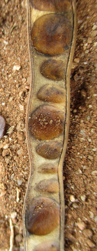 Kassod Tree