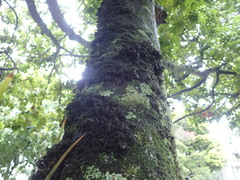 Leptogium coralloideum