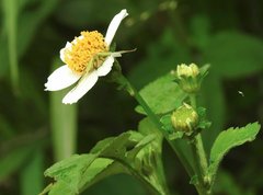 Ebrechtella pseudovatia