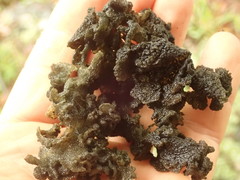 Leptogium coralloideum