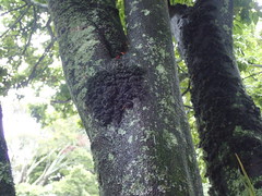 Leptogium coralloideum