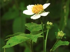 Ebrechtella pseudovatia