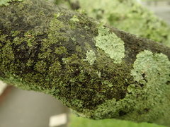 Hyperphyscia adglutinata