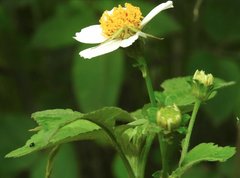 Ebrechtella pseudovatia