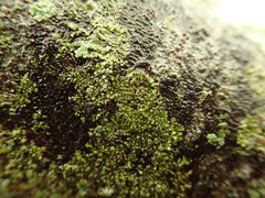 Hyperphyscia adglutinata