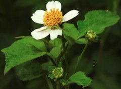 Ebrechtella pseudovatia