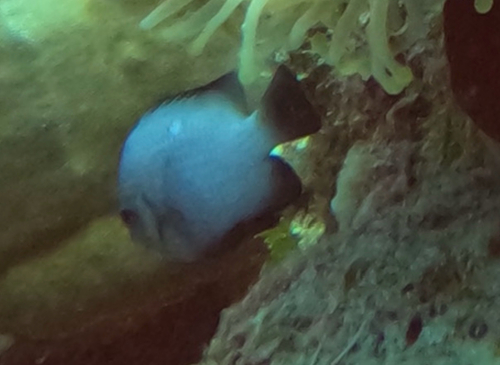 Dascyllus trimaculatus observed 2026-10-24