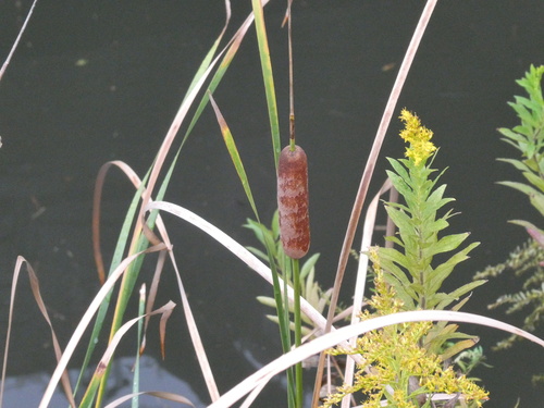 Typha domingensis observed 2026-10-24
