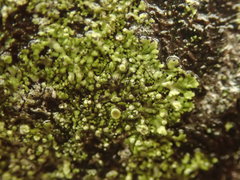 Hyperphyscia adglutinata