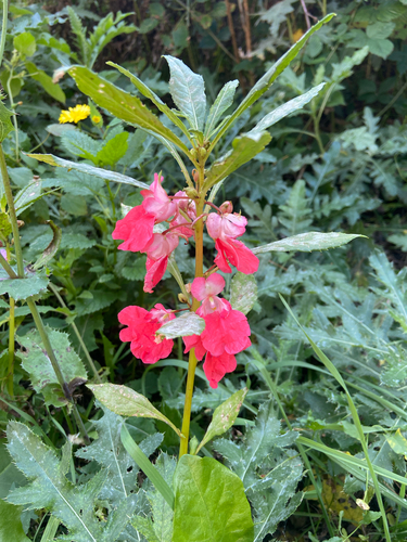 Impatiens balsamina observed 2026-10-23