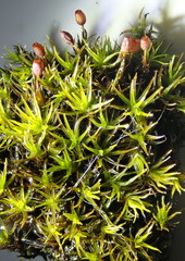 Grimmia ovalis