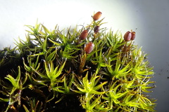 Grimmia ovalis
