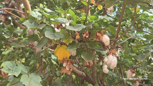 Gossypium hirsutum observed 2026-10-24