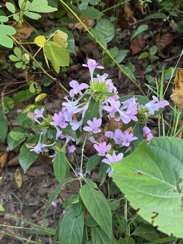 Barleria cristata observed 2026-10-24