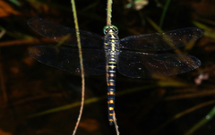 Onychothemis testacea