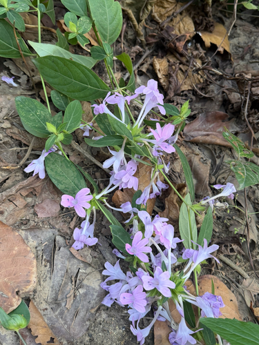Barleria cristata observed 2026-10-24