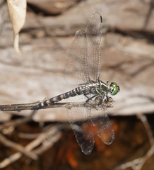 Onychothemis testacea