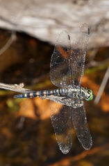 Onychothemis testacea