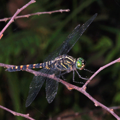 Onychothemis testacea