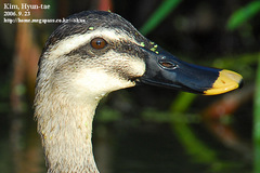 Eastern Spot-Billed Duck photo 4