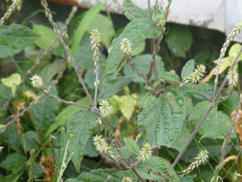 Achyranthes bidentata observed 2026-10-24