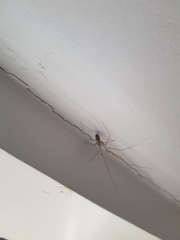 Pholcus phalangioides
