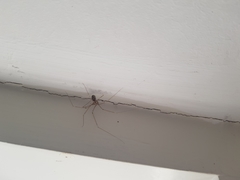 Pholcus phalangioides