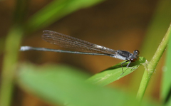 Pseudagrion pruinosum