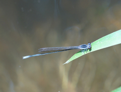 Pseudagrion pruinosum
